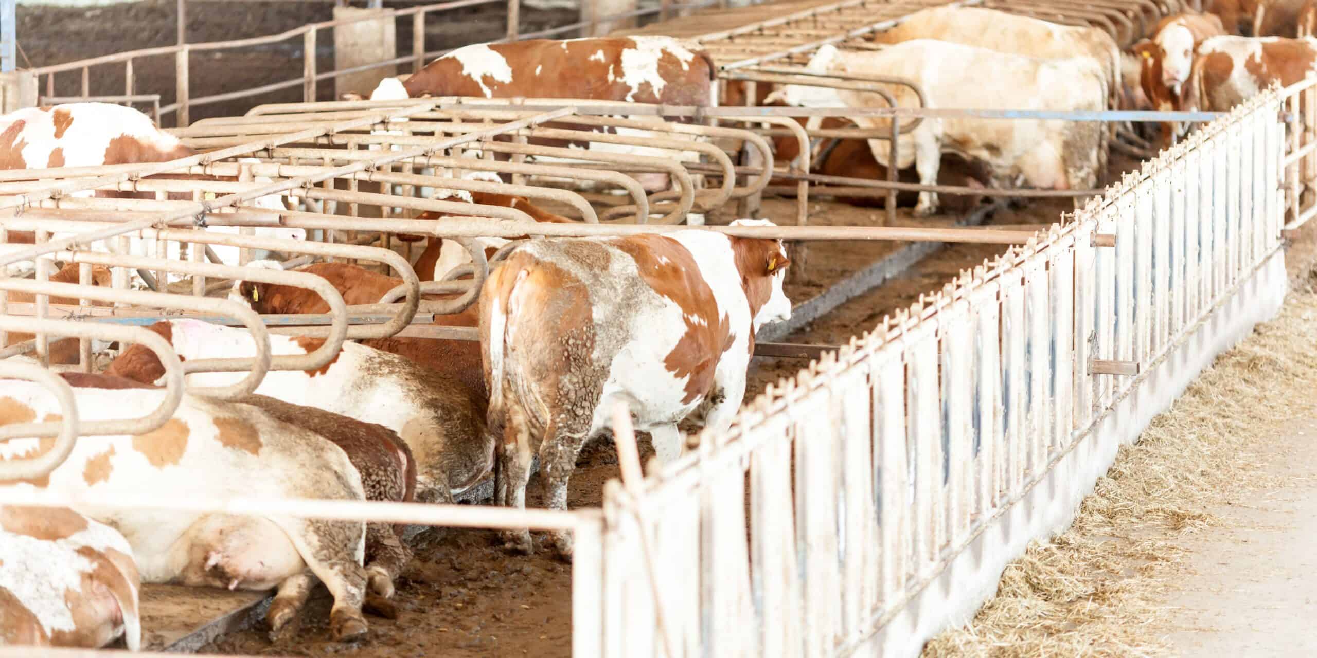 5 Best Livestock Shippers FreightWaves Ratings